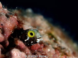 small blenny by Walter Bassi 